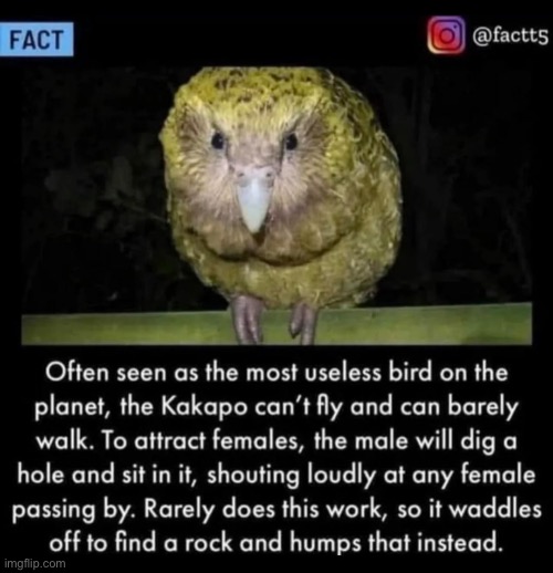 Literally me bird | made w/ Imgflip meme maker