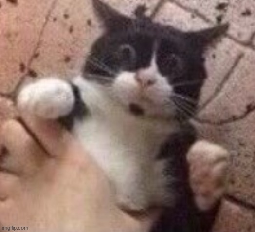 Scared cat | image tagged in scared cat | made w/ Imgflip meme maker