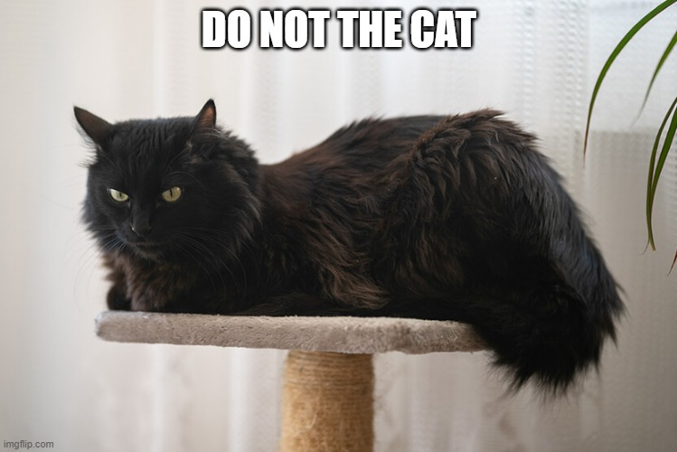 the cat | DO NOT THE CAT | image tagged in cats | made w/ Imgflip meme maker