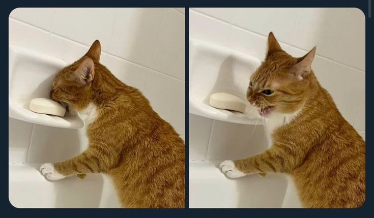 cat biting soap Blank Meme Template
