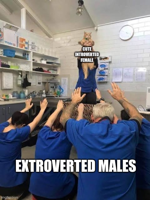 Introvert female power | CUTE
INTROVERTED
FEMALE; EXTROVERTED MALES | image tagged in people worshipping the cat,introvert,extrovert,personality,psychology,dating | made w/ Imgflip meme maker