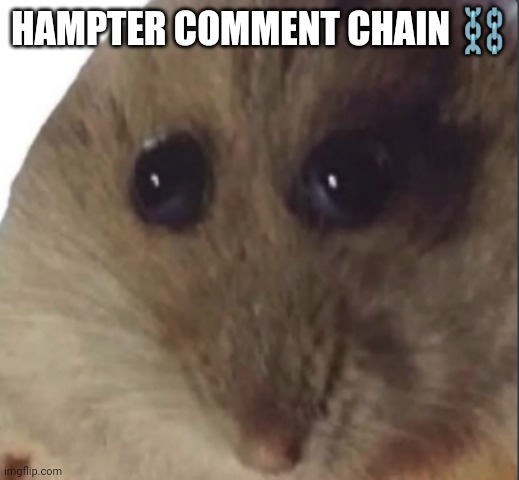 Hampter | HAMPTER COMMENT CHAIN ⛓️ | image tagged in hampter | made w/ Imgflip meme maker