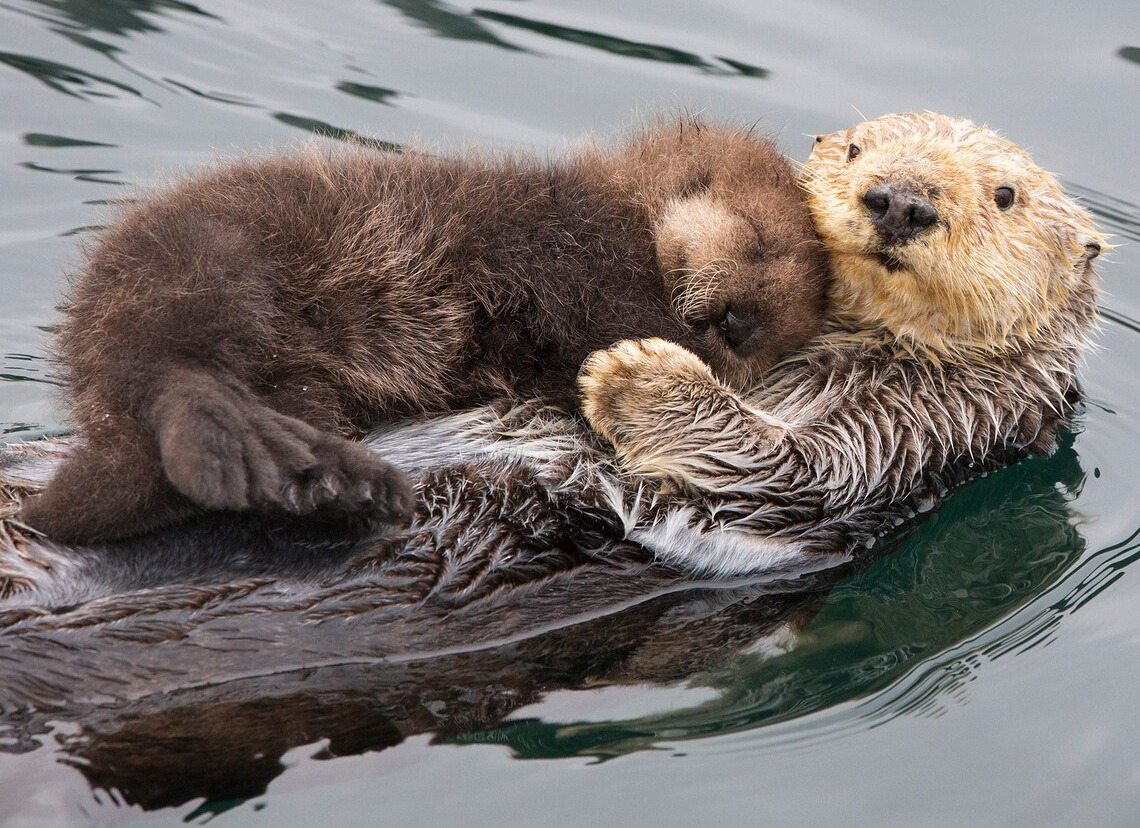 Sea Otters. Photo credit: Suzi Eszterhas | image tagged in photography | made w/ Imgflip meme maker