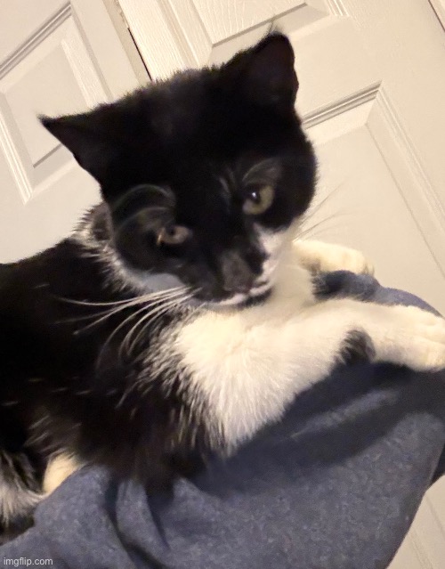 Also, gato | made w/ Imgflip meme maker