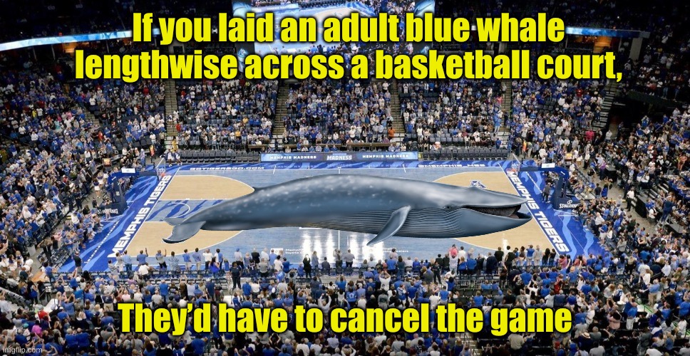 Fun Fact | If you laid an adult blue whale lengthwise across a basketball court, They’d have to cancel the game | image tagged in fun fact,whale | made w/ Imgflip meme maker