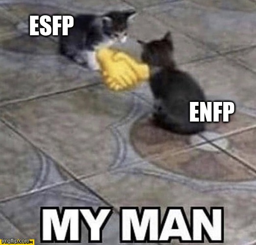 Allies in talking about their ideas | ESFP; ENFP | image tagged in cats shaking hands,esfp,enfp,mbti,myers briggs,personality | made w/ Imgflip meme maker