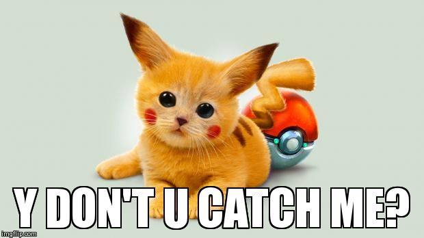 Pikachu cat | Y DON'T U CATCH ME? | image tagged in pikachu cat | made w/ Imgflip meme maker