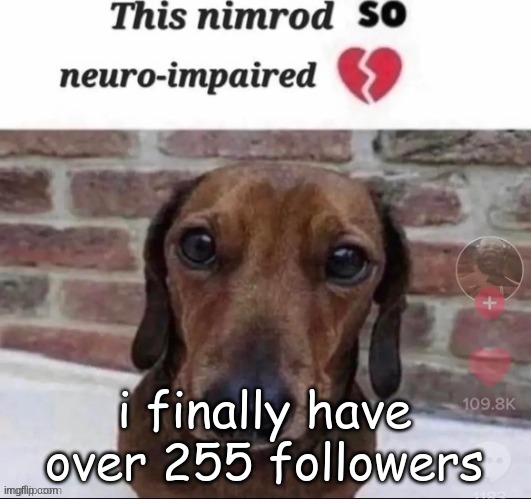 yay | i finally have over 255 followers | image tagged in fool | made w/ Imgflip meme maker