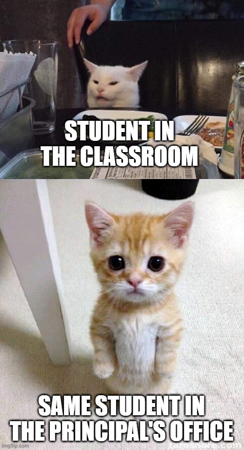 STUDENT IN THE CLASSROOM; SAME STUDENT IN THE PRINCIPAL'S OFFICE | image tagged in salad cat,memes,cute cat | made w/ Imgflip meme maker