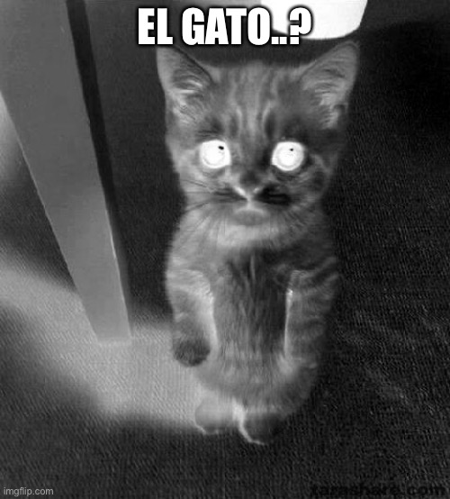 El gato | EL GATO..? | image tagged in memes,cute cat | made w/ Imgflip meme maker