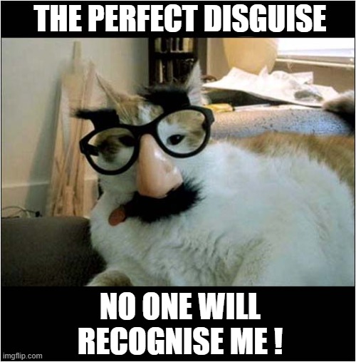 Has Anyone Seen The Cat ? | THE PERFECT DISGUISE; NO ONE WILL RECOGNISE ME ! | image tagged in cats,disguise,unrecognisable | made w/ Imgflip meme maker