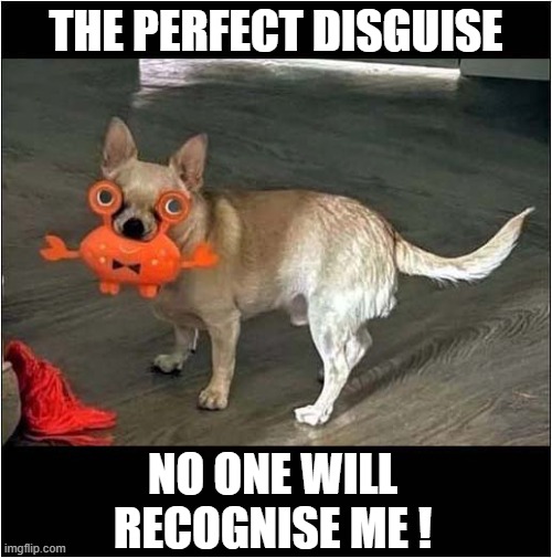 Has Anybody Seen The Dog ? | THE PERFECT DISGUISE; NO ONE WILL RECOGNISE ME ! | image tagged in dogs,disguise,unrecognisable | made w/ Imgflip meme maker