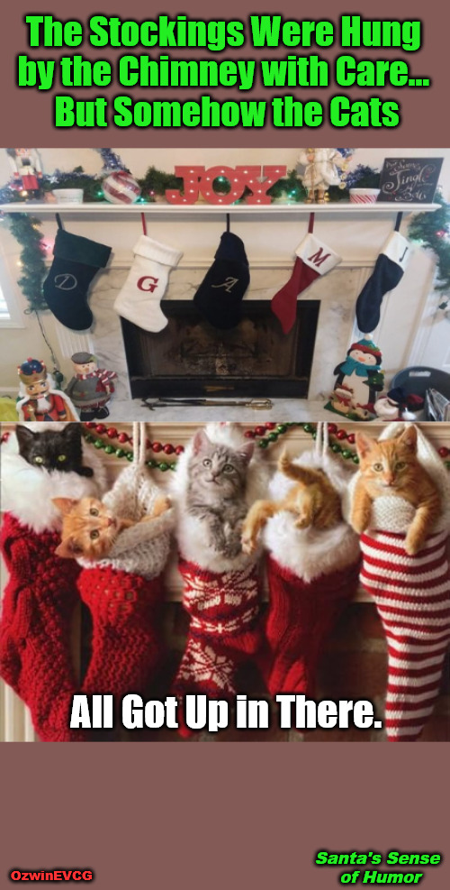 Santa's Sense of Humor | The Stockings Were Hung 

by the Chimney with Care... 

But Somehow the Cats; All Got Up in There. Santa's Sense 

of Humor; OzwinEVCG | image tagged in cats,christmas,stockings,surprise,santa,humor | made w/ Imgflip meme maker