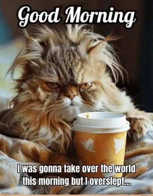 Coffee cat | image tagged in morning cat,coffee addict,good morning,grumpy,grumpy cat,humor | made w/ Imgflip meme maker