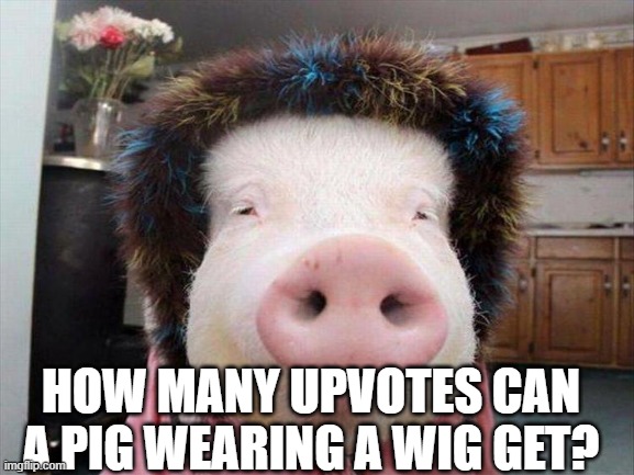 Let's see! | HOW MANY UPVOTES CAN A PIG WEARING A WIG GET? | image tagged in pig,wig,random,funny,totally not upvote begging,i need points | made w/ Imgflip meme maker