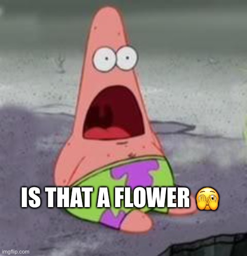 Suprised Patrick | IS THAT A FLOWER 🫣 | image tagged in suprised patrick | made w/ Imgflip meme maker