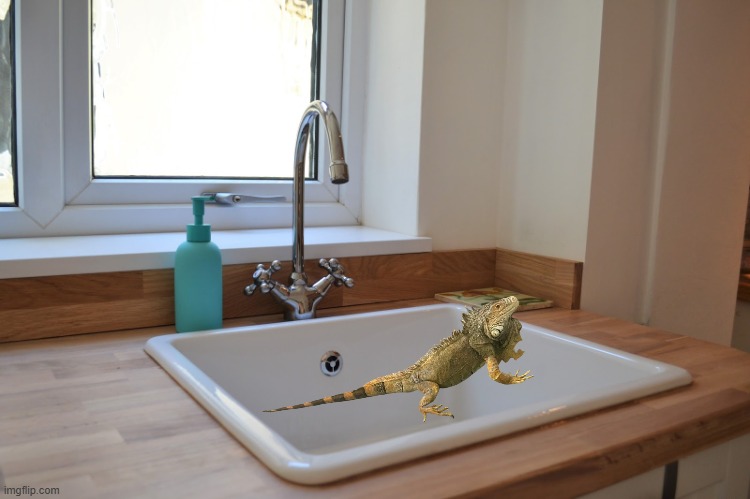 sinky iguana | image tagged in kitchen sink | made w/ Imgflip meme maker