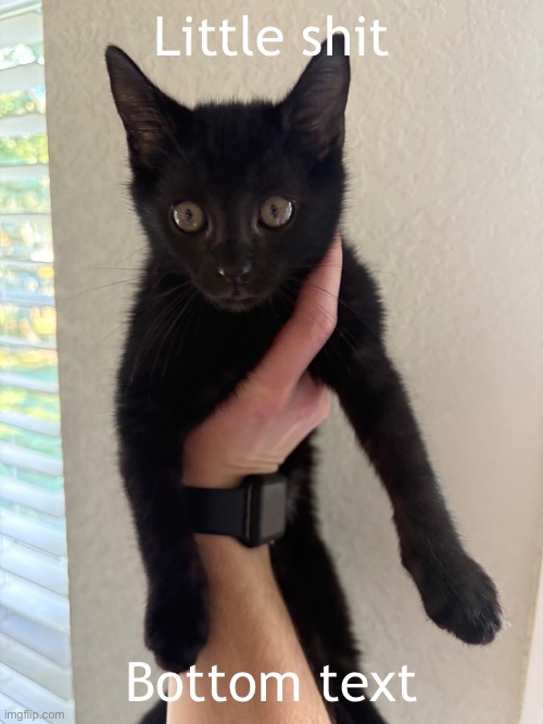 Another stray we unwillingly adopted | Little shit; Bottom text | made w/ Imgflip meme maker