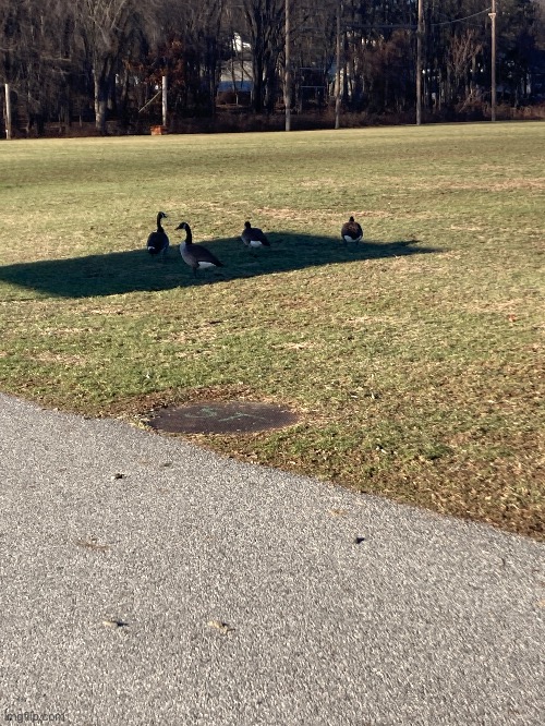 Geese | made w/ Imgflip meme maker