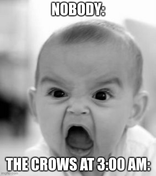 Angry Baby | NOBODY:; THE CROWS AT 3:00 AM: | image tagged in memes,angry baby | made w/ Imgflip meme maker