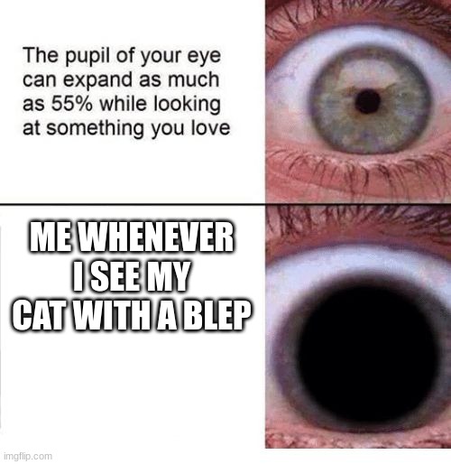 the tongue out is the cutest thing ever though | ME WHENEVER I SEE MY CAT WITH A BLEP | image tagged in expanding pupil | made w/ Imgflip meme maker