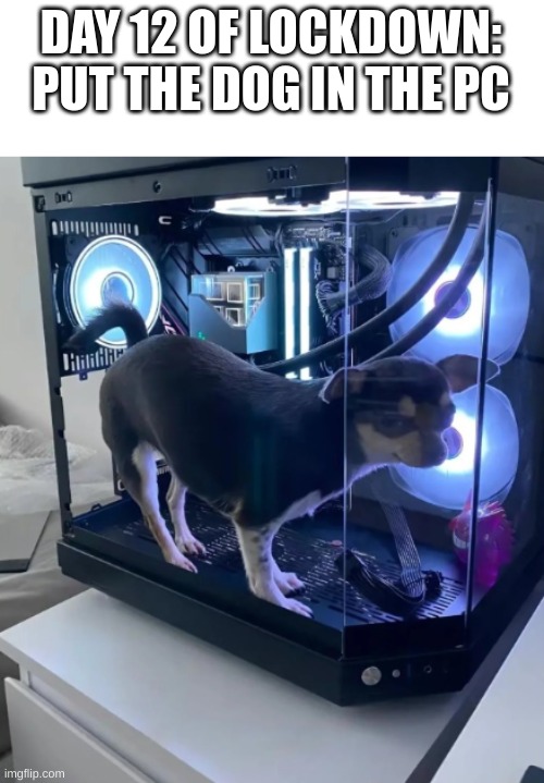 dog in pc | DAY 12 OF LOCKDOWN: PUT THE DOG IN THE PC | image tagged in dog in pc | made w/ Imgflip meme maker