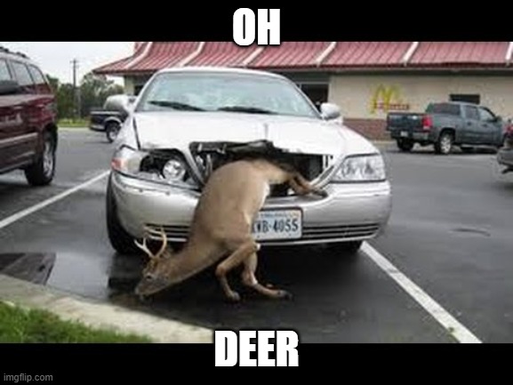 Oh dear! | OH DEER | image tagged in oh dear | made w/ Imgflip meme maker