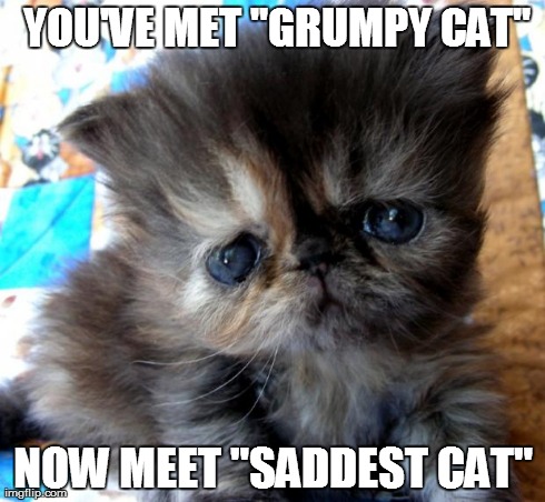 Saddest cat. | YOU'VE MET "GRUMPY CAT" NOW MEET "SADDEST CAT" | image tagged in animals | made w/ Imgflip meme maker