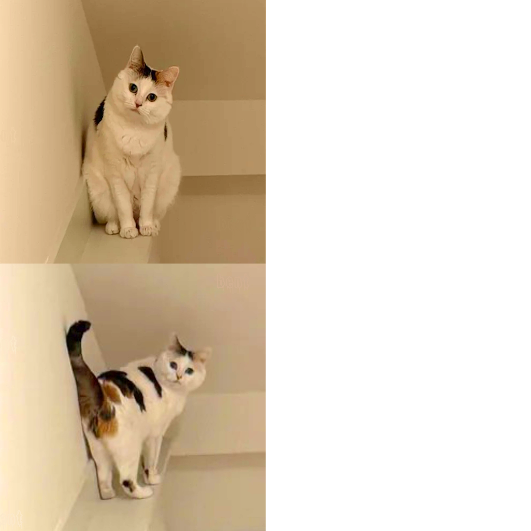 CatButt Blank Meme Template