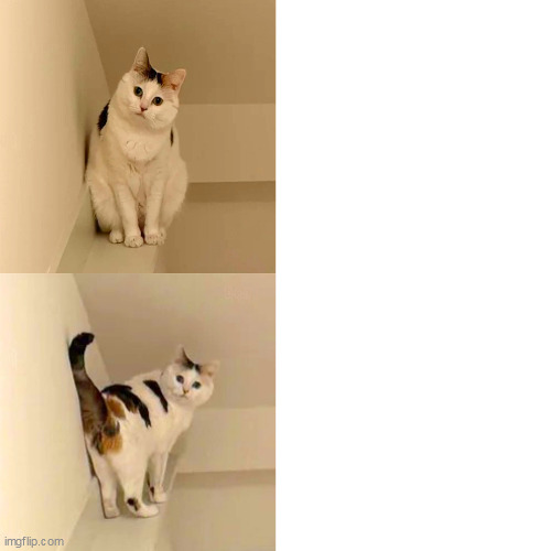 CatButt | image tagged in catbutt | made w/ Imgflip meme maker