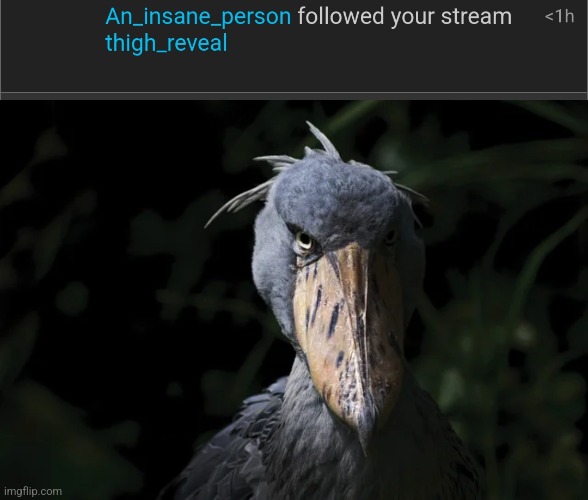 image tagged in shoebill | made w/ Imgflip meme maker