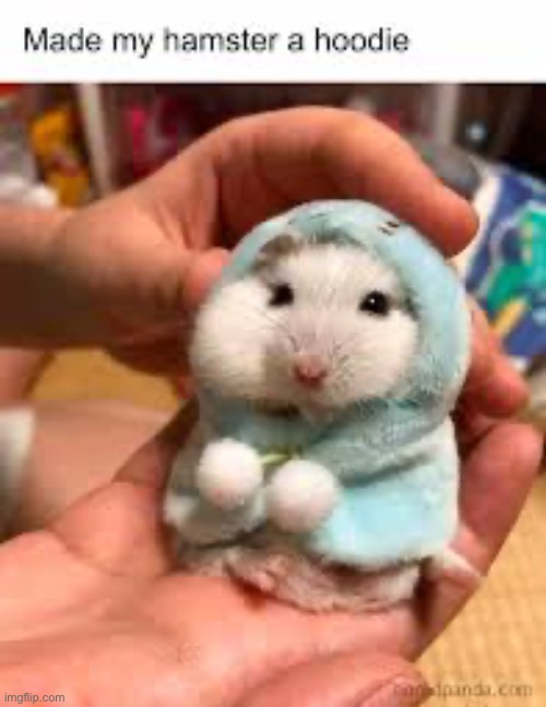 Snow hamster | made w/ Imgflip meme maker