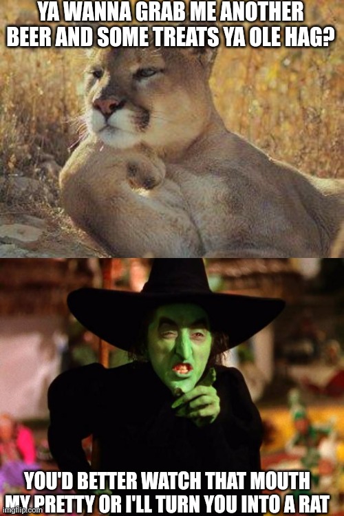 YA WANNA GRAB ME ANOTHER BEER AND SOME TREATS YA OLE HAG? YOU'D BETTER WATCH THAT MOUTH MY PRETTY OR I'LL TURN YOU INTO A RAT | image tagged in a cougar chillin,wicked witch | made w/ Imgflip meme maker