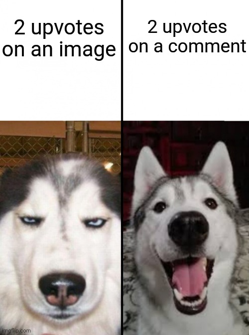 serious vs happy husky | 2 upvotes on an image; 2 upvotes on a comment | image tagged in serious vs happy husky | made w/ Imgflip meme maker