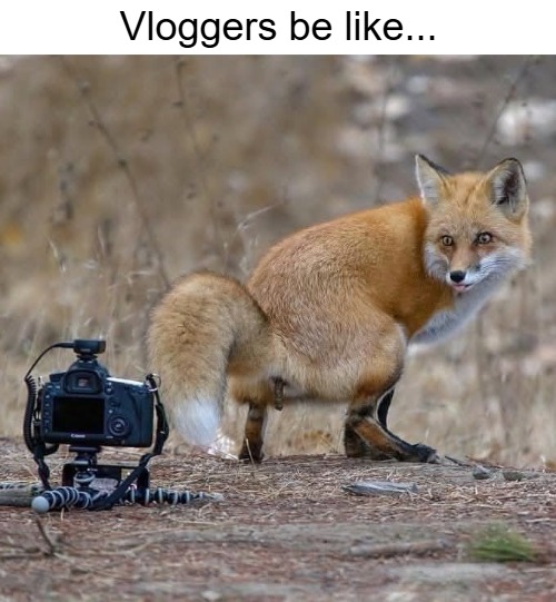 Vloggers be like... | image tagged in funny | made w/ Imgflip meme maker