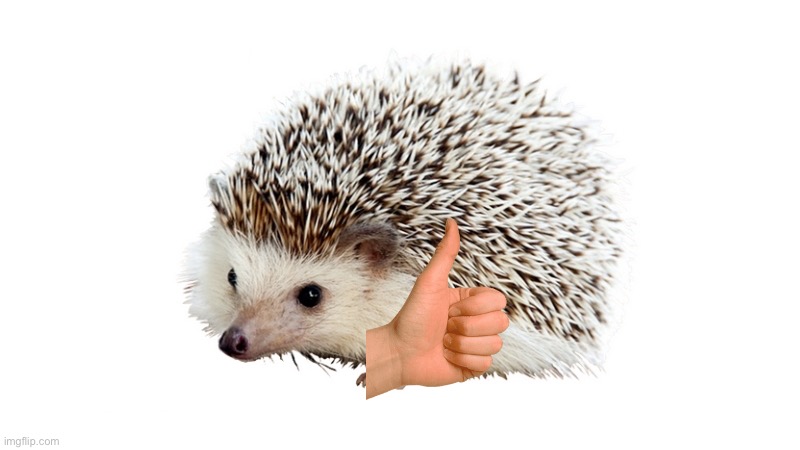 carl the hedgehog | image tagged in carl the hedgehog | made w/ Imgflip meme maker