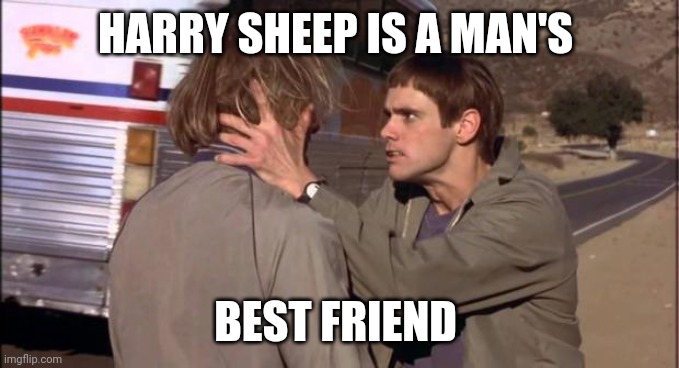 Sheep | HARRY SHEEP IS A MAN'S; BEST FRIEND | image tagged in dumb and dumber,funny memes | made w/ Imgflip meme maker