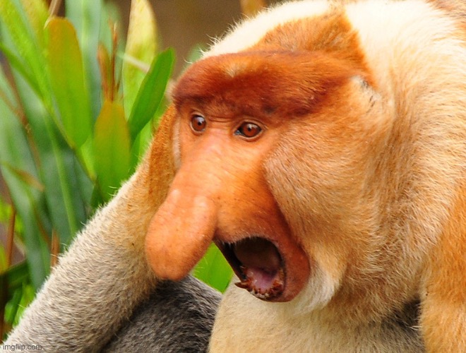 Janusz monkey screaming | image tagged in janusz monkey screaming | made w/ Imgflip meme maker