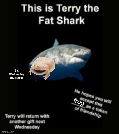 Terry the fat shark | it is Wednesday my dudes; frog | image tagged in terry the fat shark | made w/ Imgflip meme maker