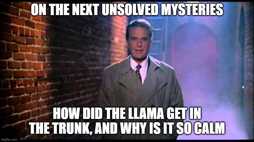 Unsolved Mysteries | ON THE NEXT UNSOLVED MYSTERIES HOW DID THE LLAMA GET IN THE TRUNK, AND WHY IS IT SO CALM | image tagged in unsolved mysteries | made w/ Imgflip meme maker