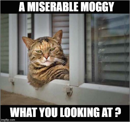 That Stare ! | A MISERABLE MOGGY; WHAT YOU LOOKING AT ? | image tagged in cats,stare,misery | made w/ Imgflip meme maker