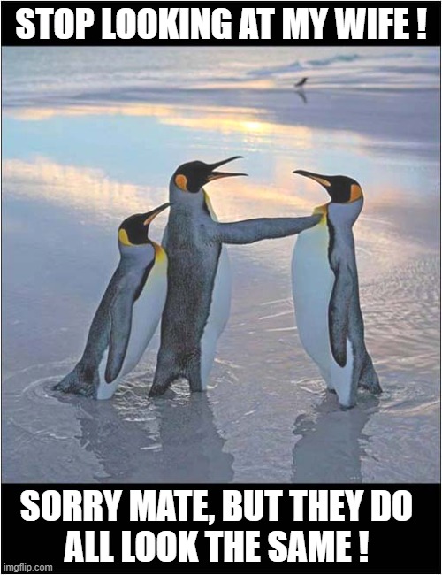 Penguin Identity Confusion ! | STOP LOOKING AT MY WIFE ! SORRY MATE, BUT THEY DO
ALL LOOK THE SAME ! | image tagged in penguins,identity,confusion | made w/ Imgflip meme maker