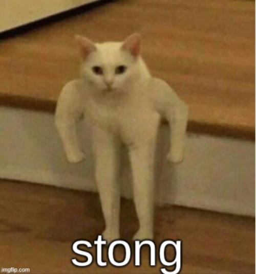 first template I made | image tagged in stong cat | made w/ Imgflip meme maker