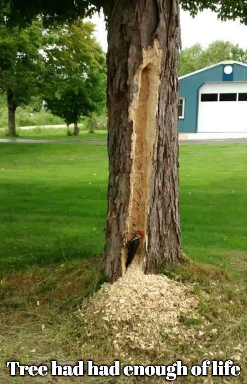 Tree had had enough of life | image tagged in dark humor,nsfw,funny | made w/ Imgflip meme maker