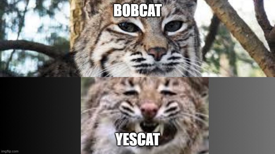 BobCat and YesCat | BOBCAT; YESCAT | image tagged in funny | made w/ Imgflip meme maker