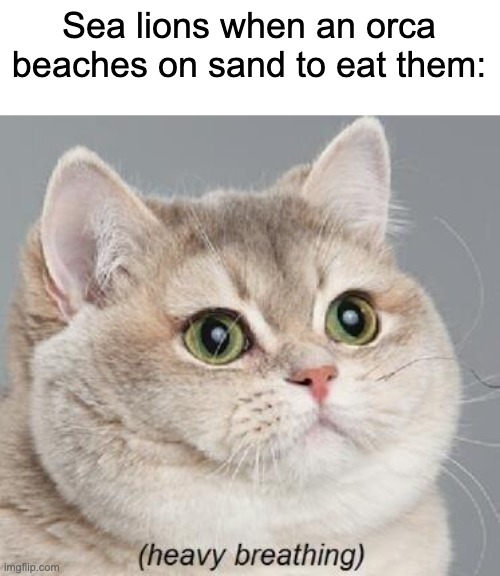 Heavy Breathing Cat | Sea lions when an orca beaches on sand to eat them: | image tagged in memes,heavy breathing cat,cats,sea lion,orca | made w/ Imgflip meme maker