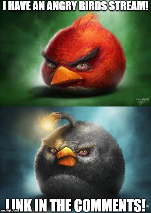 angy bids | I HAVE AN ANGRY BIRDS STREAM! LINK IN THE COMMENTS! | image tagged in realistic red angry birds,angry birds bomb | made w/ Imgflip meme maker