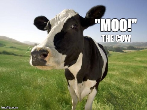 cow - Imgflip