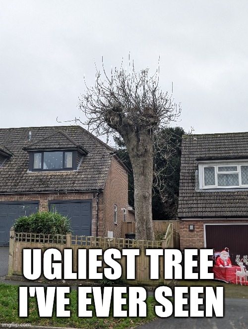 Is this the ugliest tree in the world? | UGLIEST TREE 
I'VE EVER SEEN | image tagged in memes,tree | made w/ Imgflip meme maker