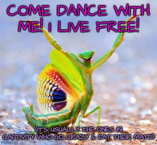 Female Praying Mantis Flirting With Male | COME DANCE WITH ME! I LIVE FREE! (IT'S USUALLY THE ONES IN CAPTIVITY WHO GO CRAZY & EAT THEIR MATE) | image tagged in bugs,flirting,cannibalism | made w/ Imgflip meme maker